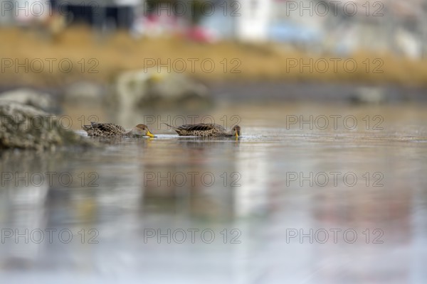 Andean duck (Anas flavirostris), Torres del Paine National Park, Patagonia, Chile, South America
