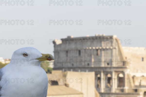 Yellow-legged gull (Larus michahellis) adult bird on an ancient city building with The Colosseum in the background, Rome, Italy