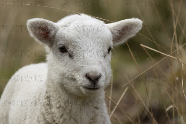 Domestic sheep (Ovis aries) juvenile baby lamb farm animal head portrait in spring, England, United Kingdom