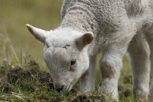 Domestic sheep (Ovis aries) juvenile baby lamb farm animal feeding in grassland in spring, England, United Kingdom