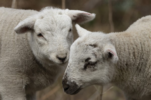 Domestic sheep (Ovis aries) two juvenile baby lambs farm animals greeting each other in spring, England, United Kingdom