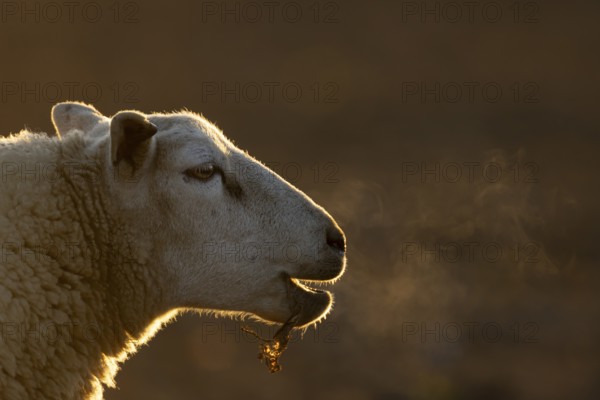 Domestic sheep (Ovis aries) adult farm animal bleeting in winter, England, United Kingdom