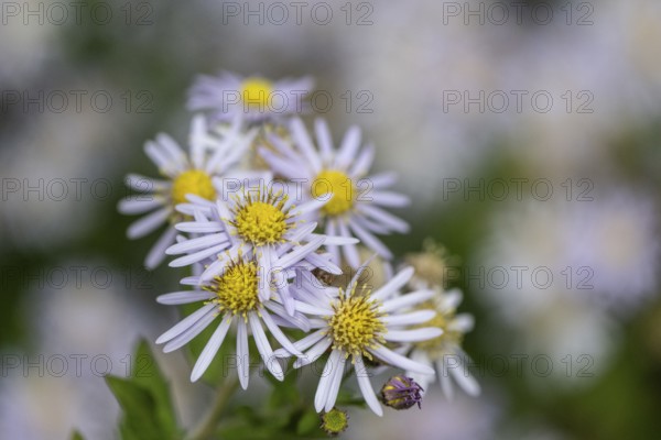 Wild aster (acer ageratoides), Rhineland-Palatinate, Germany