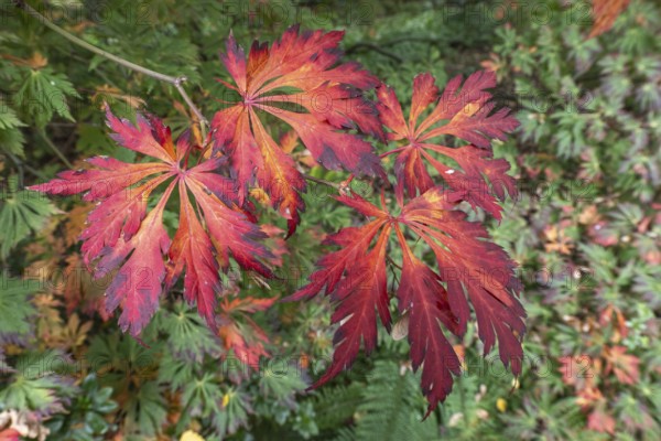 Aconite-leaved maple (Acer japonicum Aconitifolium), Emsland, Lower Saxony, Germany