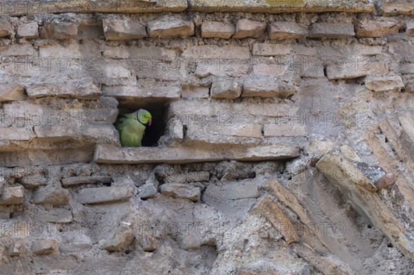 Ring-necked or Rose-ringed parakeet (Psittacula krameri) adult bird looking out of a hole in an ancient city building, Rome, Italy