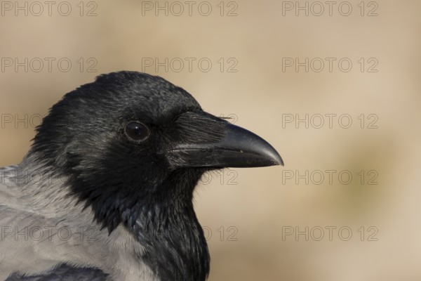 Hooded crow (Corvus cornix) adult bird head portrait, Rome, Italy
