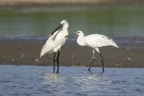Eurasian spoonbill (Platalea leucorodia) adult bird with a juvenile bird begging for food in a shallow lagoon, England, United Kingdom