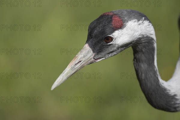Eurasian or Common crane (Grus grus) adult bird head portrait, England, United Kingdom