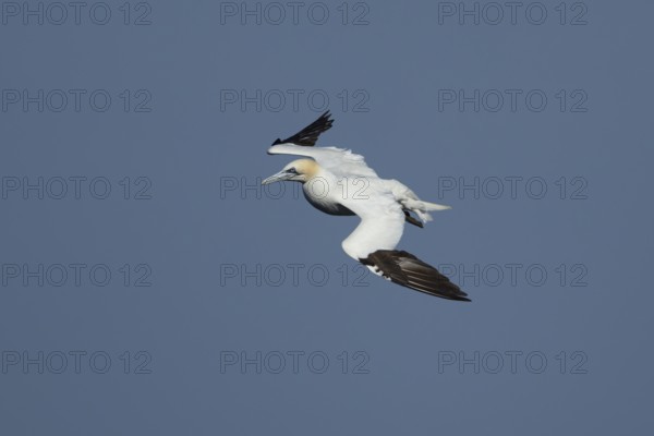 Northern gannet (Morus bassanus) adult sea bird flying, England, United Kingdom