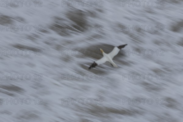 Northern gannet (Morus bassanus) adult sea bird flying - slow motion blur image, England, United Kingdom
