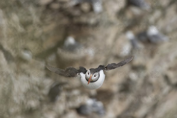 Atlantic puffin (Fratercula arctica) adult sea bird flying, England, United Kingdom