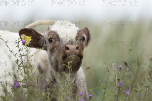 Cattle or Cow (Bos taurus) adult farm animal amongst summer wild flowers in a grass field, England, United Kingdom