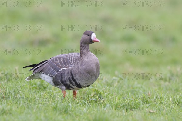 White-fronted goose (Anser albifrons), standing in a meadow in the wintering area, wildlife, Bislicher Insel nature reserve, Xanten, Lower Rhine, North Rhine-Westphalia, Germany