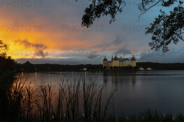 Moritzburg Castle in the blue hour, castle pond, reflection, sunset, common reed (Phragmites australis), Moritzburg, Saxony, Germany