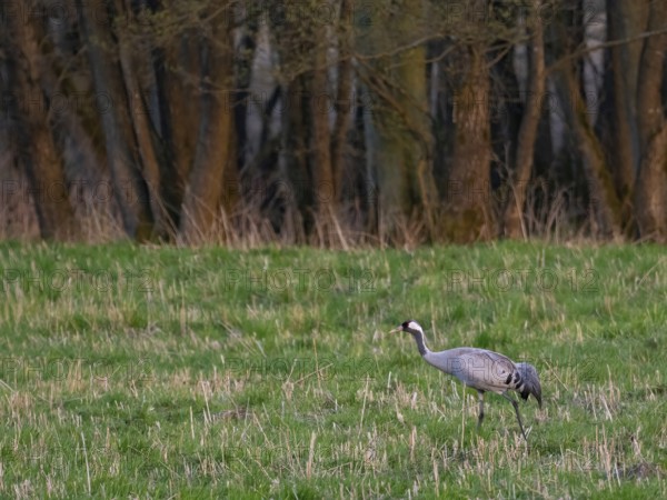 A crane looking for food, Mecklenburg-Western Pomerania, Germany