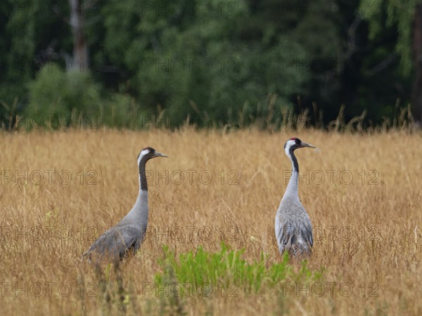 A pair of cranes looking for food, Mecklenburg-Western Pomerania, Germany