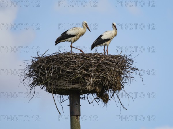 A pair of white storks on their nest, Mecklenburg-Western Pomerania, Germany