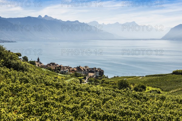 Picturesque village in the vineyards by the lake, Rivaz, Lavaux, UNESCO World Heritage Site, Lake Geneva, Lac Léman, Canton of Vaud, Switzerland