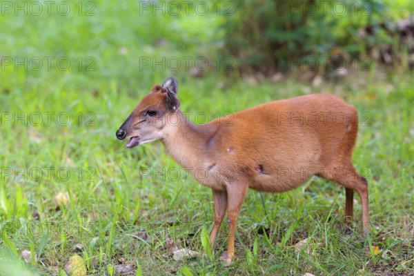 A female Red Forest Duiker (Cephalophus natalensis) stands in a green meadow, eating grass and herbs. Southeastern Africa
