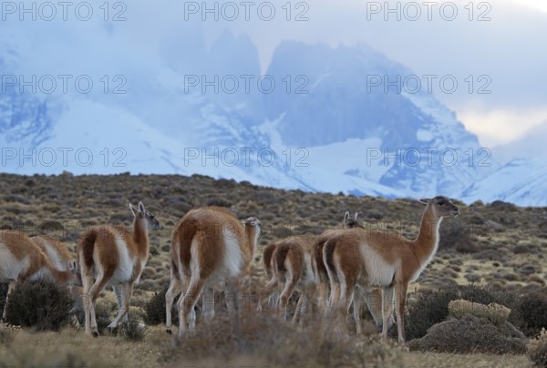 Guanacos (Llama guanicoe), Torres del Paine National Park, Patagonia, Chile, South America