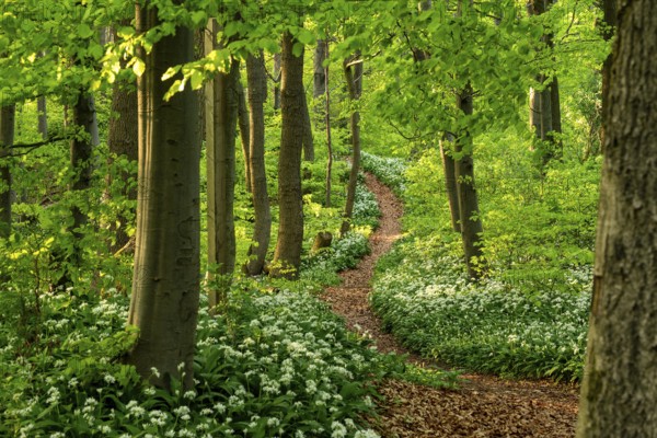 Winding forest path through an idyllic, light-flooded beech forest with wild garlic in bloom in spring, Ith, Weserbergland, Lower Saxony, Germany