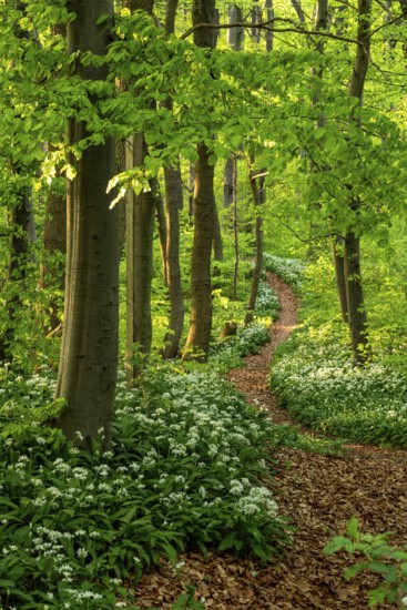 Winding forest path through an idyllic, light-flooded beech forest with wild garlic in bloom in spring, Ith, Weserbergland, Lower Saxony, Germany