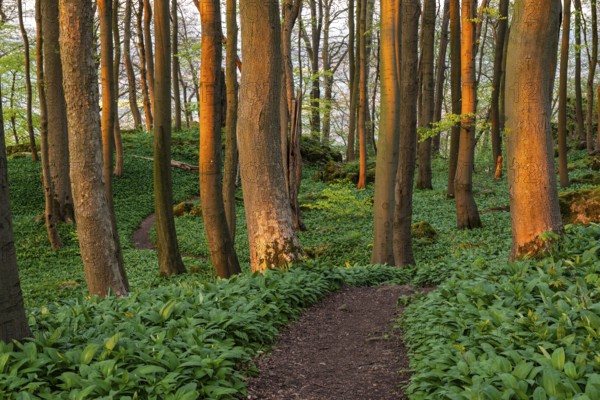 Winding forest path through an idyllic beech forest in spring with lush green wild garlic on the ground, Naturwald Saubrink-Oberberg, Ith, Weserbergland, Lower Saxony, Germany