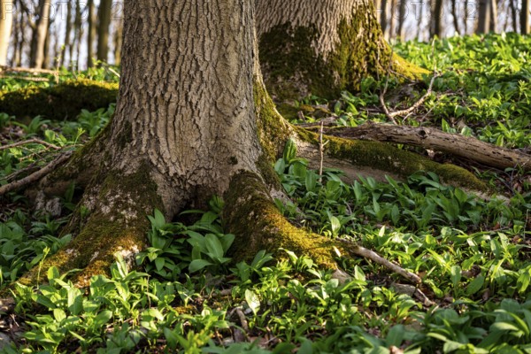 Close-up of moss-covered beech trees in a spring-like forest, surrounded by lush green wild garlic, Saubrink-Oberberg natural forest, Ith, Weserbergland, Lower Saxony, Germany