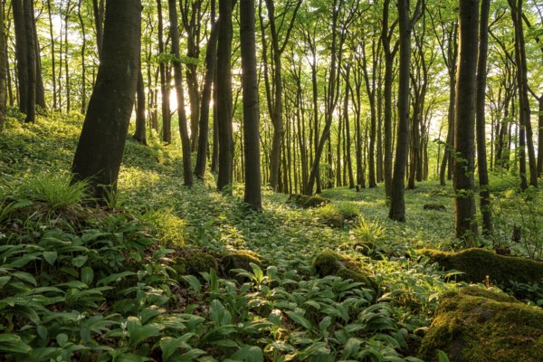 The light of the sun shines in an idyllic beech forest in spring with lush green wild garlic on the ground, Naturwald Saubrink-Oberberg, Ith, Weserbergland, Lower Saxony, Germany