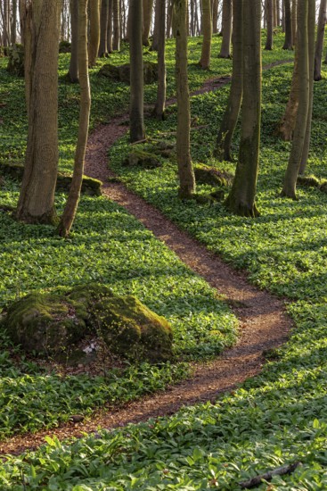 Winding forest path through an idyllic beech forest in spring with lush green wild garlic on the ground, Naturwald Saubrink-Oberberg, Ith, Weserbergland, Lower Saxony, Germany