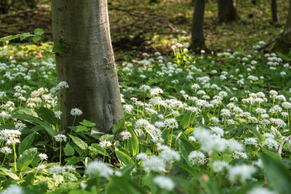 Close-up of white flowering wild garlic with green leaves, Lügde, North Rhine-Westphalia, Germany