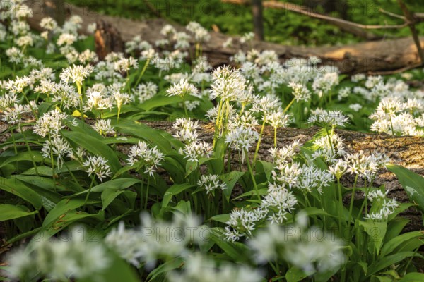 Close-up of white flowering wild garlic with green leaves, Saubrink-Oberberg natural forest, Ith, Weserbergland, Lower Saxony, Germany