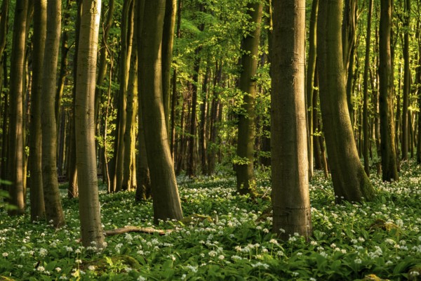 Full-format photograph of beech trees in a spring-like forest, surrounded by white flowering wild garlic, Saubrink-Oberberg natural forest, Ith, Weserbergland, Lower Saxony, Germany