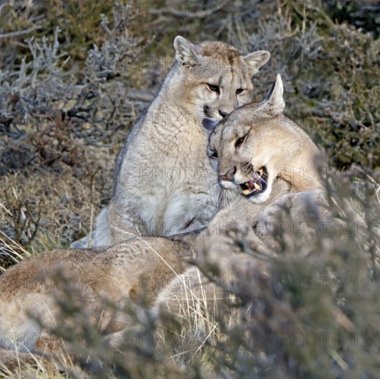 Cougar (Cougar concolor) female with young, Torres del Paine National Park, Chile, South America