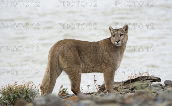 Cougar (Cougar concolor), Torres del Paine National Park, Chile, South America