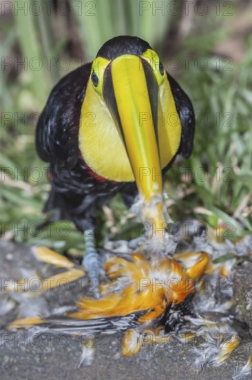 Chestnut-mandibled Toucan (Ramphastos swainsonii) feeding on a smaller bird, Sarapiqui, Costa Rica, Central America