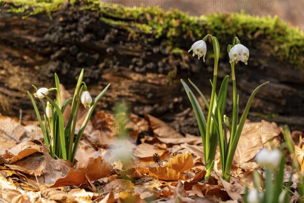 Close-up of spring knotweed (Leucojum vernum) in the forest, also known as marzenbecher, in picturesque evening light at flowering time in spring, Schweineberg nature reserve, Hameln, Lower Saxony, Germany
