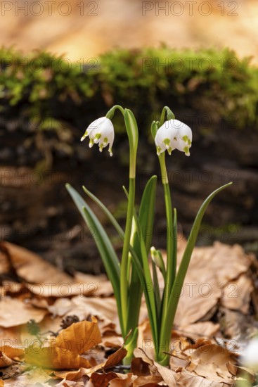 Close-up of spring knotweed (Leucojum vernum) in the forest, also known as marzenbecher, in picturesque evening light at flowering time in spring, Schweineberg nature reserve, Hameln, Lower Saxony, Germany