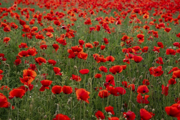 Full-frame photograph of a field of red-flowering poppies (Papaver rhoeas) in soft backlighting, Lower Saxony, Germany