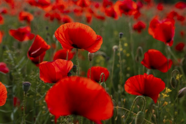 Close-up of red flowering poppy (Papaver rhoeas) in soft backlight, Lower Saxony, Germany