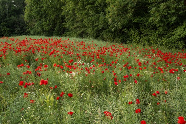 Field with red flowering poppies (Papaver rhoeas) in front of a green forest, Lower Saxony, Germany
