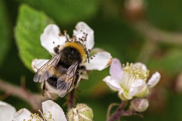 Close-up of a Large earth bumblebee (Bombus terrestris) on pink flowering Hemp agrimony (Eupatorium cannabinum), Germany