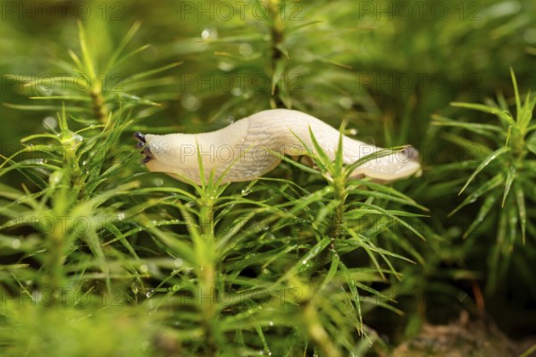 A tiny nudibranch (white slug, Arion vulgaris alboform) crawls through green moss, Germany