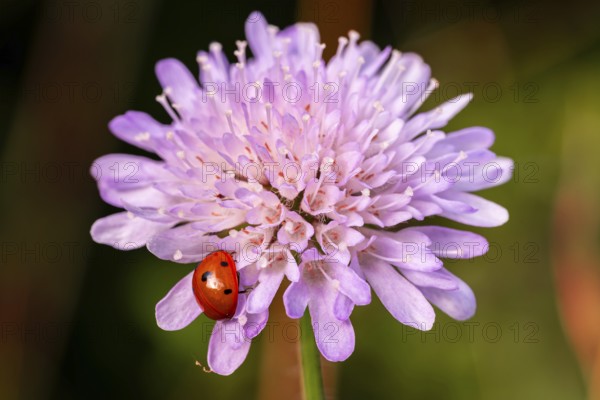Close-up of a ladybird (seven-spotted ladybird, Coccinella septempunctata) on a purple flowering field widow flower (Knautia arvensis)
