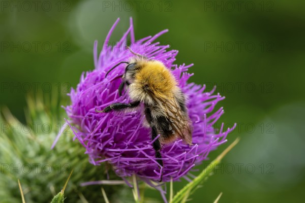 Close-up of a field bumblebee (Bombus pascuorum) on a purple thistle flower, Germany