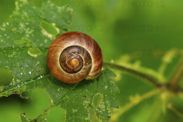 Close-up of a small brown snail (Gastropoda) on a leaf of a stinging nettle, Germany