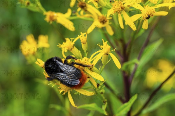 Close-up of a stone bumblebee (Bombus lapidarius) on yellow flowering ragwort (Jacobaea vulgaris), Germany
