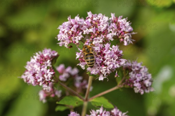 Close-up of a Western honeybee (Apis mellifera) on pink flowering Hemp agrimony (Eupatorium cannabinum), Germany