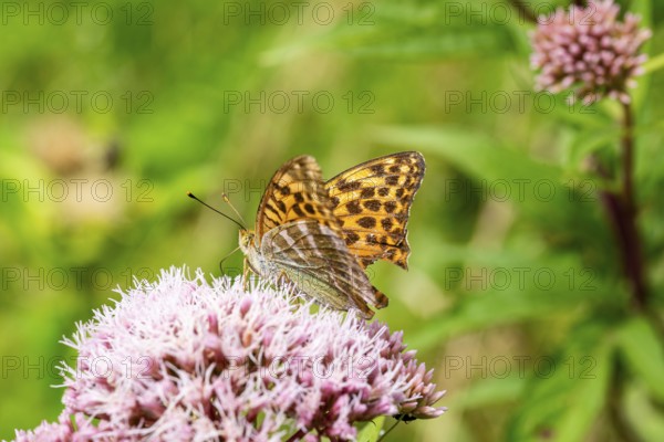 Close-up of an Emperor Cloak (Argynnis paphia) on pink flowering Hemp agrimony (Eupatorium cannabinum), Germany