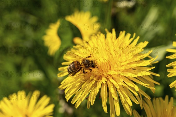 Close-up of a western honeybee (Apis mellifera) on the yellow flower of a common dandelion (Taraxacum sect. Ruderalia), Germany